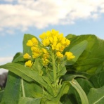 小作人の道楽日記