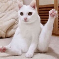 【気まずい】母からセクシーランジェリーを譲り受けた
