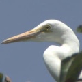 富山城址公園でのサギ大量死の真相とは？