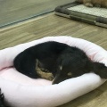 わんちゃんの紹介🐶