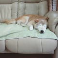 大往生と決めつけない様にしましょう