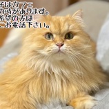 『8月12日(土)~13日(日)は譲渡会です』の画像