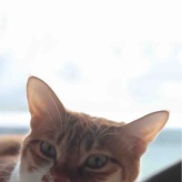 にゃんず新年のご挨拶と、とろっと食感【基本のバスクチーズケーキ】