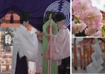 八重桜