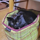 🐈‍⬛クロちゃんのとんだ災難の巻🌷