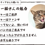 『【猫ちゃん紹介②】シャー猫さんの魅力シリーズ』の画像