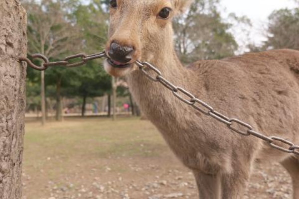 ゆるしか Nara Photo Blog 鎖噛み鹿