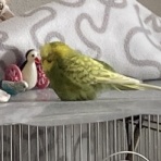 きゅるきゅるインコの日記