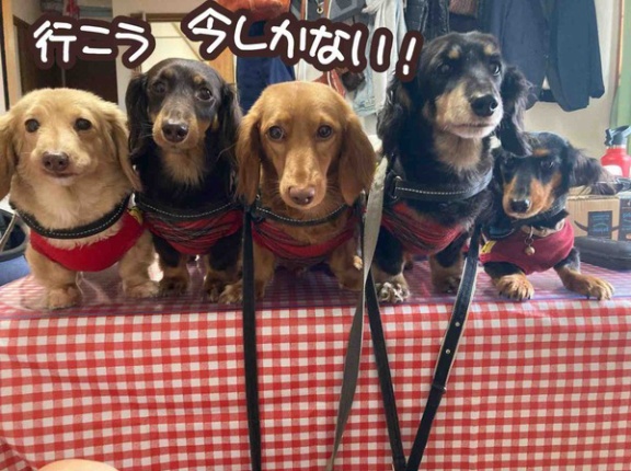 まだまだ残暑。