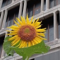 池袋駅の向日葵の花＆しゃぶ葉ランチビュッフェ