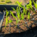 早生のトウモロコシを植えました🌽(^o^)丿…試験的に早植え💚