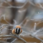アナベルにかこまれて