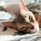 家の中の木陰でゆるっと眠る猫