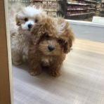 ペットショップワンラブ カインズ名古屋当知店ペッツワンコーナースタッフブログ
