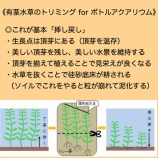 『有茎水草のトリミング〜ボトルアクアリウム〜』の画像