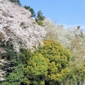 大庭台墓地の桜