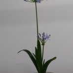 花と短歌と竹原と