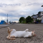 猫写真家・沖 昌之のブログ　野良ねこちゃんねる。　