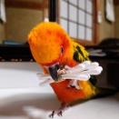 束でかかってこ～い