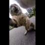 【動画】猫に首輪カメラをつけてみる ⇒ 想像以上に厳しい猫社会の現実がこちら・・・
