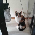 久しぶりのネコザイル