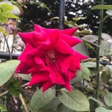 『【朝のご挨拶】早朝の戸田市後谷公園を歩くと、清浄な気で満たされているのを感じます。それに関するお話です。』の画像