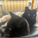 メンテナンス忘れてました💦＆丸大根と鶏肉の煮物