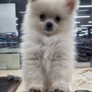 お店の子紹介🐕