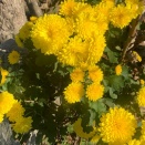 今季一番の冷込み