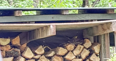 何ちゅう鳥か