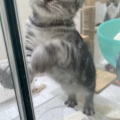 アメリカーーん　kawaii😻