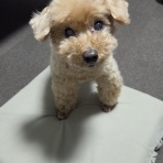 トイプーポッチャマ