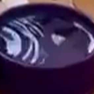 猫の動画 ねこわん！