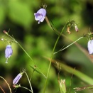 ツリガネニンジン