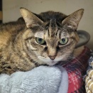 📡🐱緊急速報🐱📡