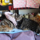 家の猫さん