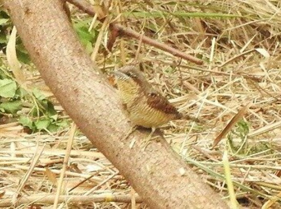 2025年11月12日の野鳥公園
