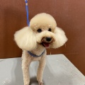 トイプードル シャンプーカット　宮内