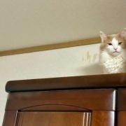 大きな地震でしたが、無事です。