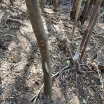 石になる地のふしぎ