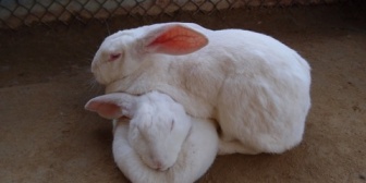 【結婚生活に疲れた】妊娠中の嫁に毎月ペットのエサ代と、食費、産婦人科の医療費で10万渡してるんだが…