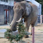クリスマスリースのプレゼント　（２）