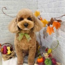 11/21 トリミングに来てくれた子達