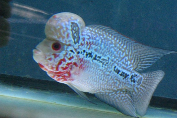 女性に人気 フラワーホーン Bh34 熱帯魚 ビッグヘッドフラワーホーン 熱帯魚 アクアリウム