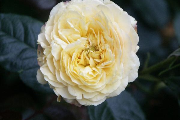 Antiquerosegardenのブログ ギヨー ジェネロサ