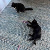 【ポチクロ猫日記】姫様に獲物を献上いたします🐈‍⬛【トライアル３３日目】