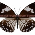 シロモンルリマダラ♀ (ランカウイ) Euploea radamanthus radamanthus