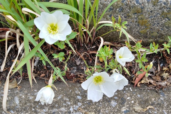 Flowers In A Field アカバナ科
