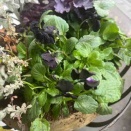 黒ビオラと紅パンジー