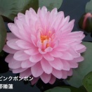 めだかライフ　睡蓮入荷しました♪